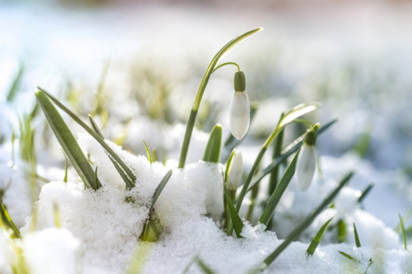 Januári népszokások és ízek: Fedezd fel a hagyományokat!