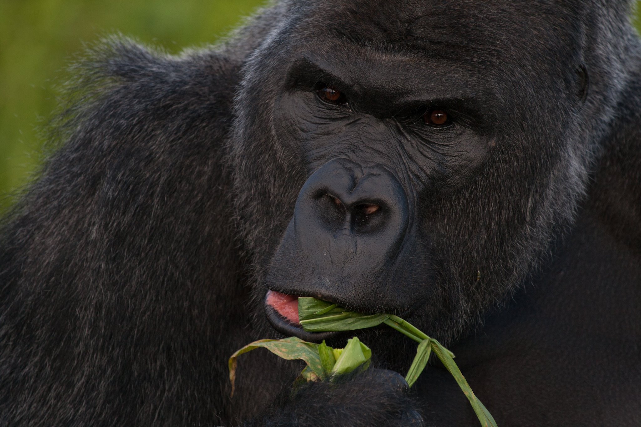 gorilla